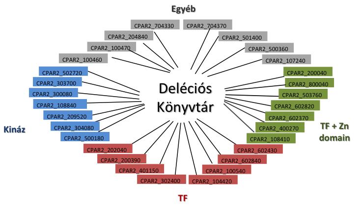 6. ábra. A létrehozott C. parapsilosis deléciós könyvtár tagjai. A deléciós könyvtár null mutáns törzseinek genotípusát az 1. számú melléklet táblázata tartalmazza. 6.3.