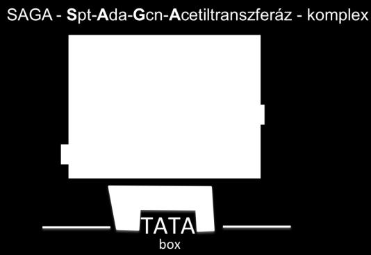 Konklúzióként tehát elmondható, hogy az általunk azonosított C.