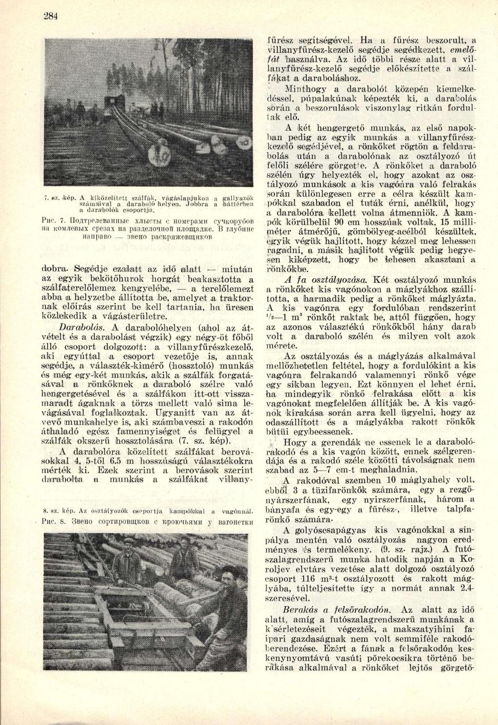7. sz..kép. A kiközelített szálfák, vágáslapjukon a gallyazok számnlival a darabul" helyen. Jobbra a háttérben * darabolok csoportja-. Phc 7. lioflt )p,ueeaniiho xjiucrbi c no.viepa.
