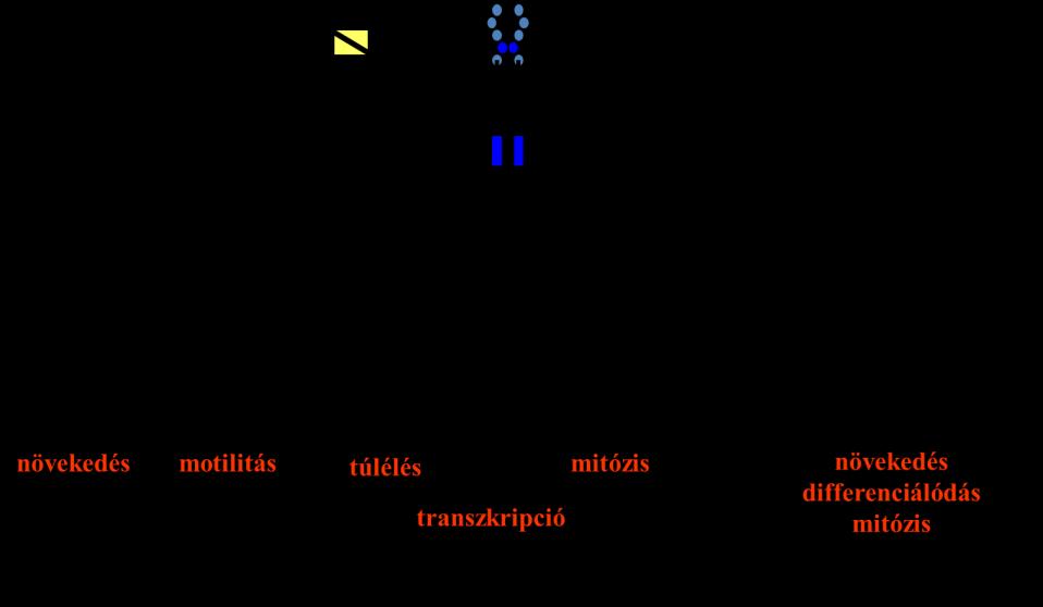 a sejtmigráció irányításában is. A PDGF receptor 1021-es tirozin reziduuma (Tyr1021) a foszfolipáz Cγ1 (PLCγ) SH2 doménjének a kötőhelye (49).