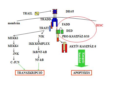 3. ábra: A TRAIL receptor mediált jelátviteli utak A TRAIL ligand két receptorán keresztül (DR4 és DR5 vagy TRAIL-R1 és TRAIL-R2) képes a sejtek apoptózisához vezető jelátviteli útvonalakat iniciálni.