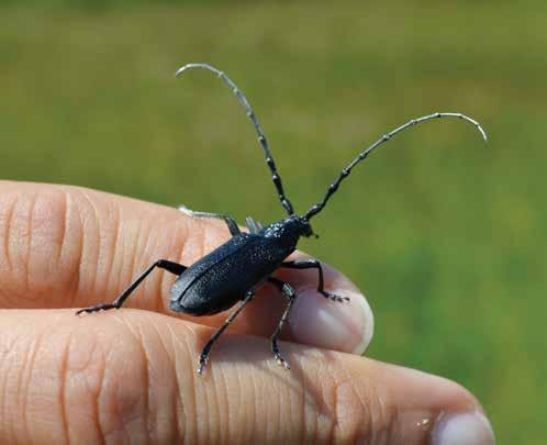 EURÓPAI VÉDELEM: NATURA 2000 Munkánk célterülete a Natura 2000 hálózatba tartozik, amelyet annak köszönhet, hogy otthont ad több, európai szintű védelemre érdemes állat- és növényfajnak, valamint