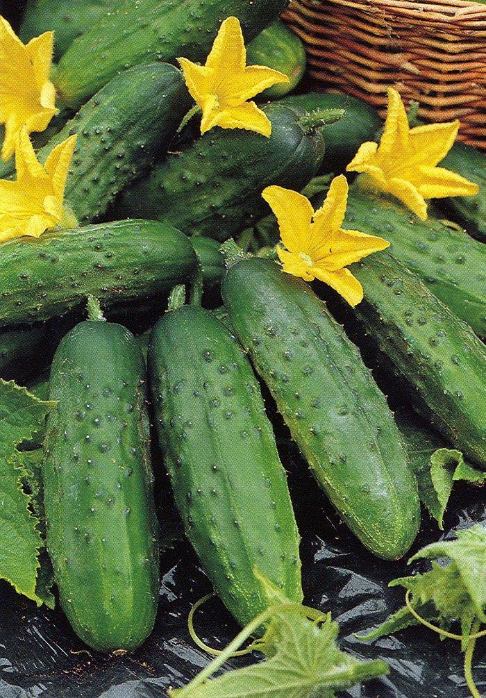 Kabakosok