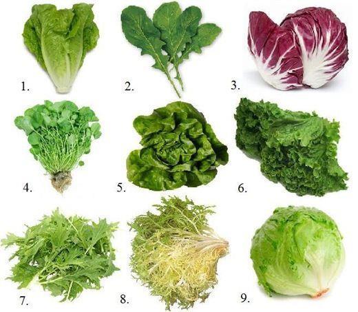 Levélzöldségek 1. Római, 2.Rukkola, 3.Radicchio, 4.
