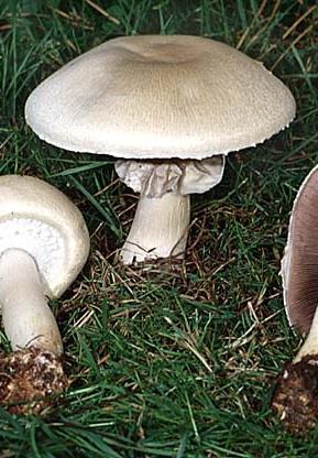 Erdőszéli csiperke Agaricus arvensis A kalap 10-15 cm átmérőjű, ellaposodik, fehéres,