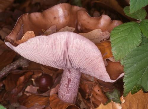 A lemezek sűrűn állnak, ibolyásak, a tönkre pereszkefoggal lefutók. A spórapor ibolyásfehér.