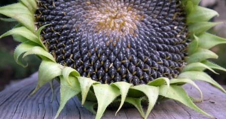 Héjas