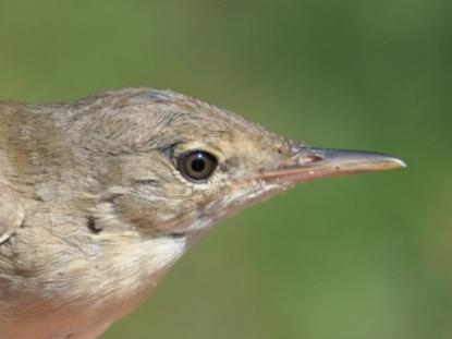 Középtávú vonuló Csilpcsalpfüzike Phylloscopus