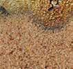 Ft GYORSFAGYASZTOTT 899Ft 750 g, 1 kg = 1199 Ft PAELLA