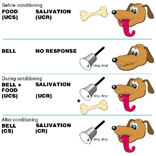 Tanulás pszichológiai szinten Classical conditioning Hebb ötlete: "Ha az A sejt axonja elég