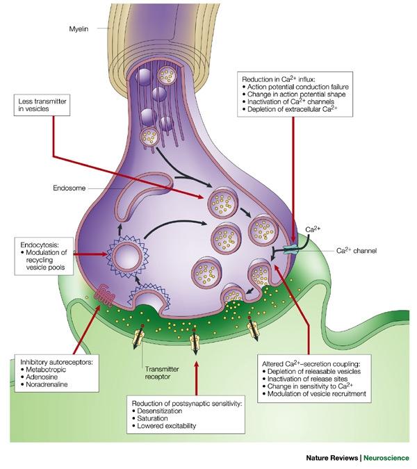 Idegrendszeri plaszticitás A plaszticitás helye: szinapszisok, posztszinaptikus sejtek