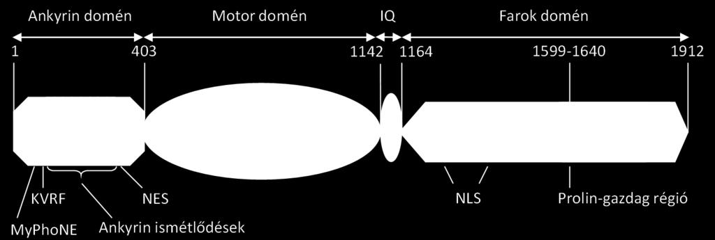 1.7 Miozin 16b szerkezete A Myo16 pre-motor doménje eltér minden korábban leírt miozinban megtalálható doméntől, ugyanis nyolc nagymértékben konzervált ismétlődő szekvencia elemet, úgynevezett