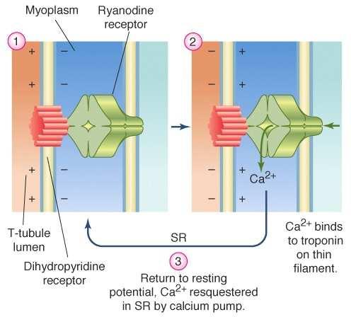 A Ca 2+ felszabadulás módja a vázizomban II.