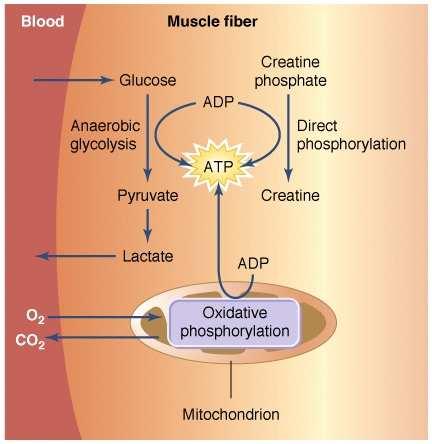 fı energiaigény: miozin ATPáz aktivitása Ca 2+ pumpák (intracelluláris Ca 2+ szint visszaállítása) kreatin-foszfát (rövid ideig) aerob glikolízis: szabad zsírsavak és glükóz oxidatív lebontása