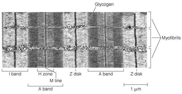 A miofibrillumok szerkezete harántcsíkolat: hossztengely