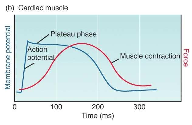 A szívizom specialitásai: akciós potenciál vázizomhoz képest sok hasonló, de sok eltérı vonás is lassú