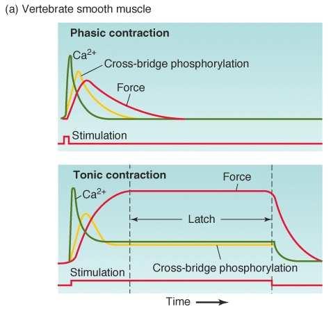 A simaizom típusai rövid távon magasabb, de hosszabb távon alacsonyabb ATP-igény a kontrakcióhoz, mint a vázizomnál 1.