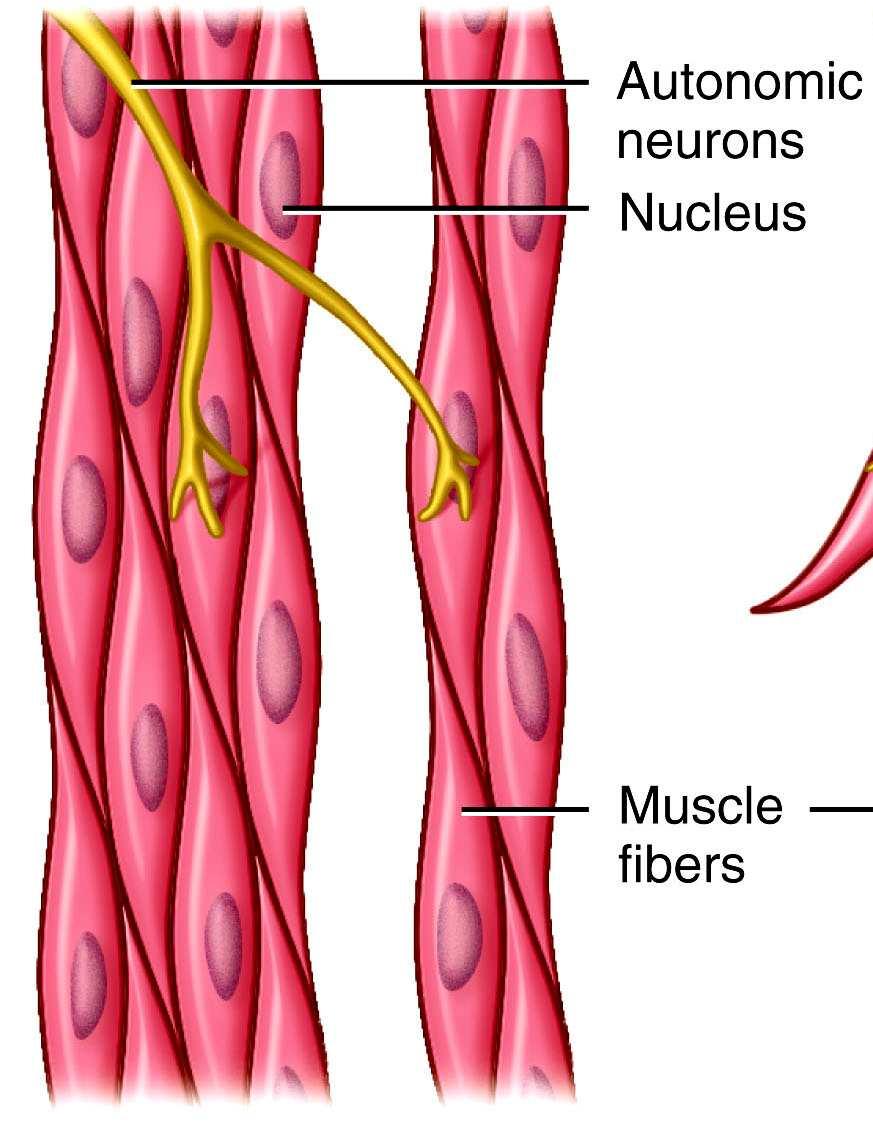 pupilla - iris izmai; vas deferens multi unit (sokegységes) autonóm vagy bélidegrendszer elektromos szinapszis (gap