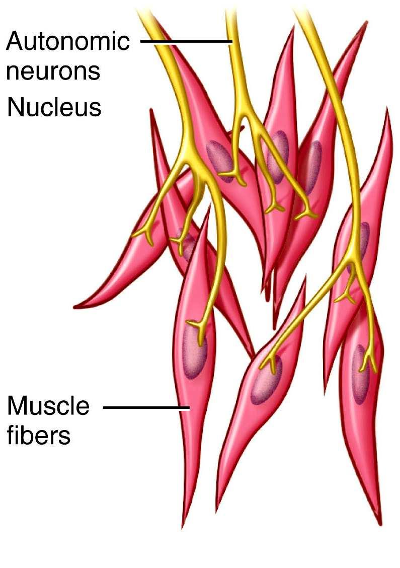 miogén tónus belsı szervek falában (méh, bél, húgyhólyag) kapilláris single unit (egyegységes) hormon receptor