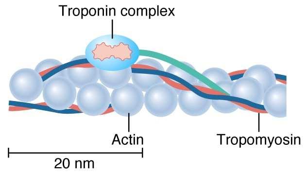 8 nm vastag; z-lemezhez (a-aktinin) kapcsolódik 40 nm hosszú tropomiozin és a vele