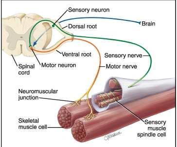 Az ideg-izom szinapszis Az ingerület-átvitel beidegzı
