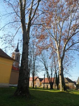 ), kőris (Fraxinussp.