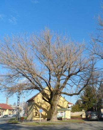 védelemre javasolt idős hársfák (Tilia sp.