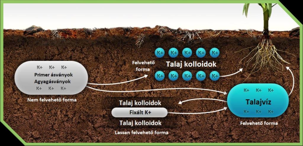 Kálium szerves kötésű formája jelentéktelen, majdnem