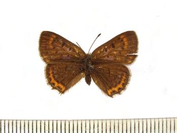 Lasiommata petropolitana (Fabricius, 1787) (Szöglencfélék Nymphalidae) hegyi suhany (6.