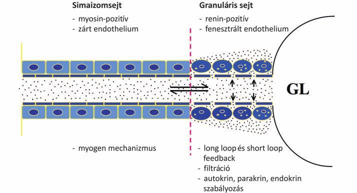 A JGA beidegzését kiterjedten tanulmányozták (44, 45). Az arteriolákat a terminális idegvégződések sűrű hálója veszi körül.