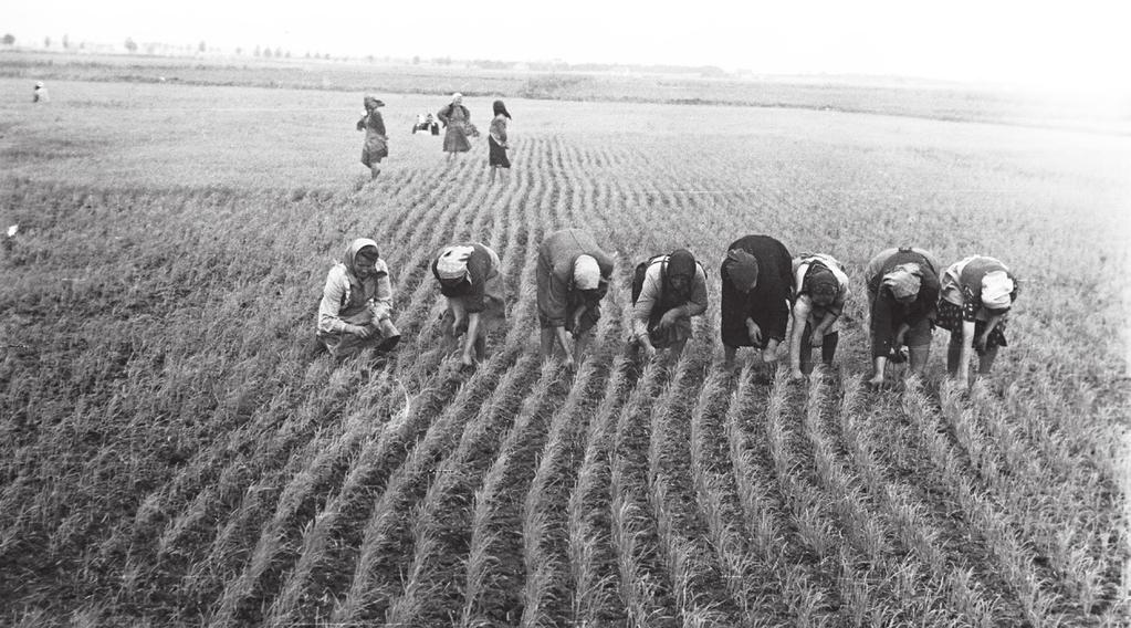 Szécsényi Mihály Lektűr és diktatúra 125 Rizspalántákat gyomláló asszonyok az 1950-es évek elején (Fotó: FORTEPAN) kis erőt és optimizmust magától, sőt mintha az a bizonyos rózsaszínű szemüvege is