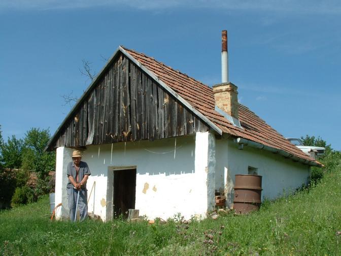 Cserénfa, szőlőhegy, 546 hrsz.