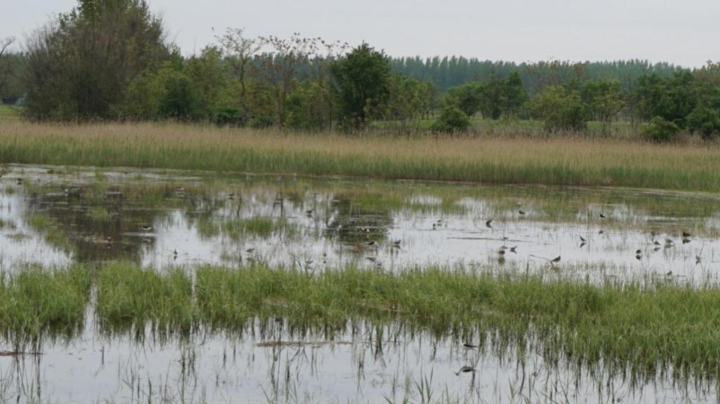 A belterületen a peremterületeken nagy kiterjedésű beépítés nélküli legelő és nádas területeket találunk, melyek roppantul gazdag madárvilággal rendelkeznek.