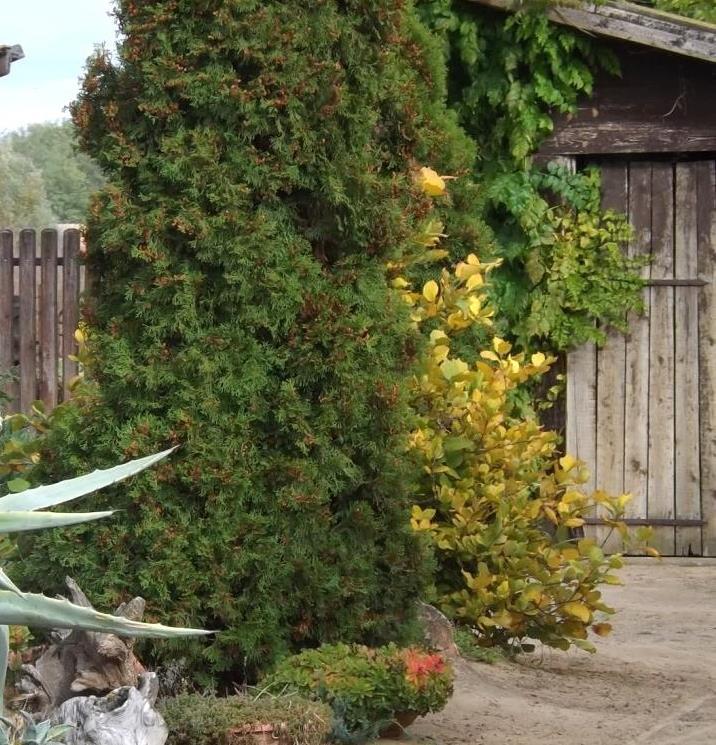 44 5. Ajánlások 5.1.1 Építészeti útmutató Településközpont A kertek-telkek épített tartozékai, elrendezésük: A településrészen jellemzően azonos a melléképületek, ill. a gépkocsi elhelyezés módja.
