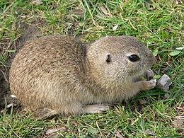 Az időszakosan megjelenő belvíz elfolyása így biztosított. A szabályozásokig a Tisza öntésterülete, nyír ligeterdő borította mocsaras, lápos terület volt.