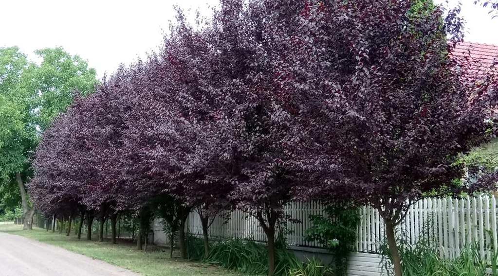 Műanyag hullámlemez, fém trapézlemez és cserép mintázatú bitumenes lemez tetőfedésként vagy kerítésként nem alkalmazható. Mezőgazdasági területek Új épületek ritkán épülnek.