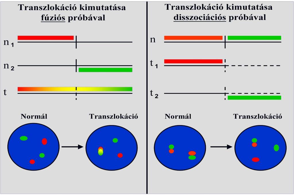 Transzlokáció