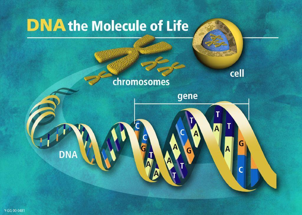 Kromoszóma rendellenesség kimutatás PCR technika: izolált nukleinsavak (RNS, DNS), morfológia nélkül Konvenciónális citogenetika: metafázis tenyésztés, kromoszóma preparátum