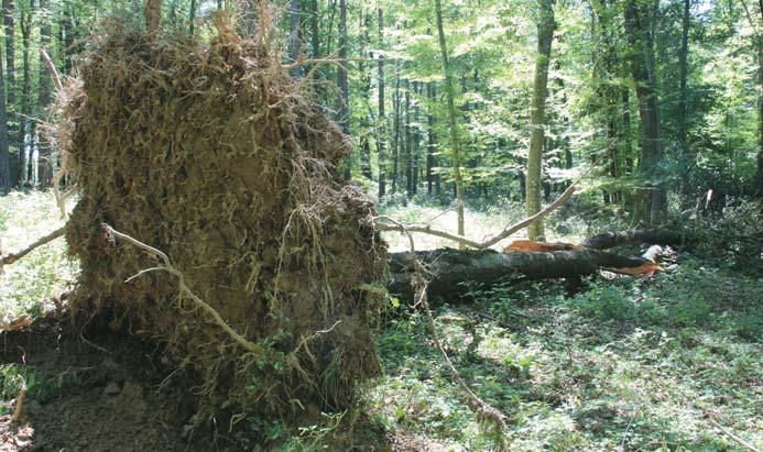 Viharkár a ZALAERDÕ Zrt. területén 2014 májusa a szokásosnál is szeszélyesebben köszöntött be a ZALAERDÕ Zrt. területén. A hónap elsõ hétvégéjén már kisebb viharokról számoltak be erdészeteink.