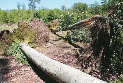 A két napig tomboló szél további, sokkal jelentõsebb károkat okozott erdeinkben, megnövelve a szúkáros lucosokban végzett egészségügyi termelések mennyiségét.