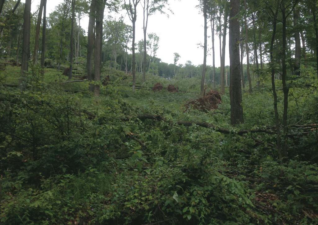 Itt mûködik a Bükki Nemzeti Park egy része, a Mátrai Tájvédelmi Körzet és a Tarnamenti Tájvédelmi Körzet, amelyek az összes mûködési terület 49%-át fedik le.