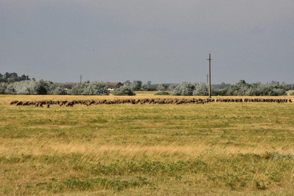 A Tisza kanyargó vonalát kísérő természetközeli ártéri erdők, védett, illetve tervezett védendő természeti területek és a viszonylag magas