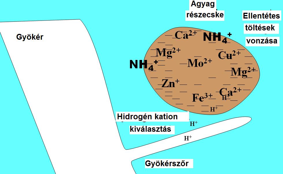 A gyökér