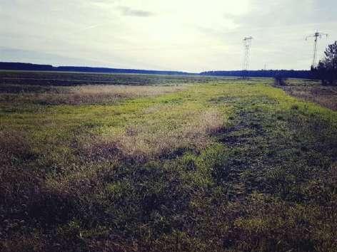 Calamagrostis epigeios (siskanád), Fragaria viridis voltak megtalálhatóak. Természetessége 2-es.