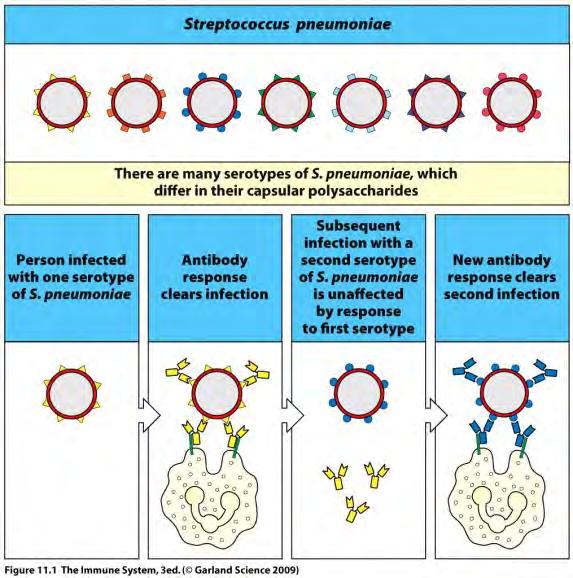 A Streptococcus pneumoniae elleni