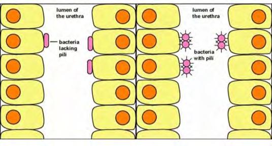 gonorrhoeae) A pilusok