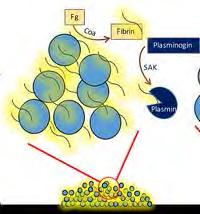 A S. aureus koaguláz enzime szerepet játszik a biofilm létrejöttében Coa: koaguláz SAK: