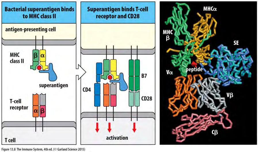 A bakteriális szuperantigének aktiválják a CD4 + T sejteket az MHC-II molekula α:β T sejt