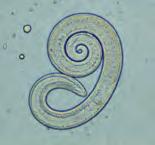 galandféreg- Diphyllobothrium latum A