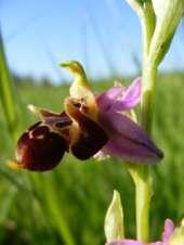 2 Kunbaracs bemutatása ORCHIDEÁS Helyi jelentőségű védett terület, a Kiskunsági Nemzeti Park területe A